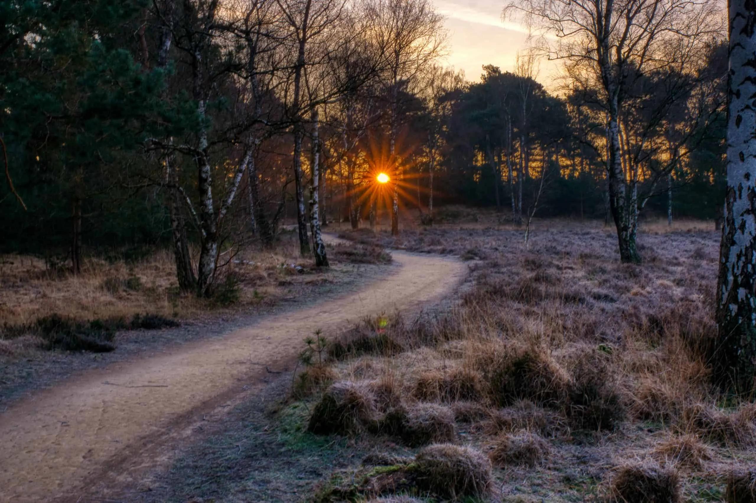 Banner for The Grove - Bungalow Finder